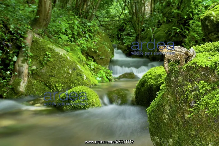 : Common Toad - male by an Alpine stream : Common Toad - male by an Alpine stream