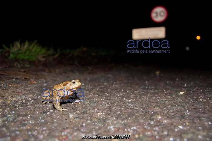 : Common Toad - male crossing a road at migration time : Common Toad - male crossing a road at migration time