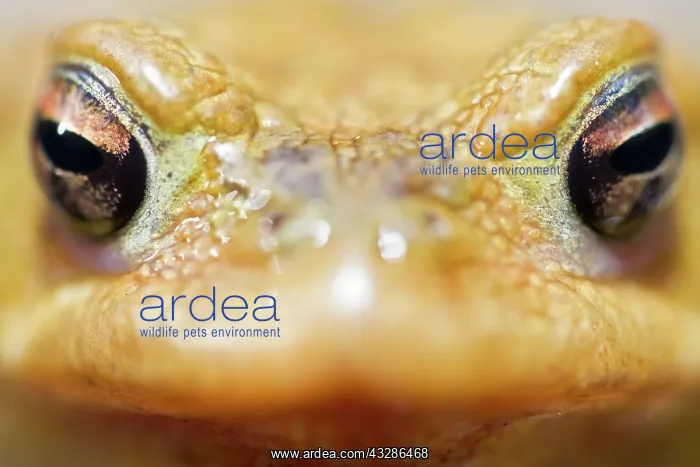: Common Toad - male portrait : Common Toad - male portrait
