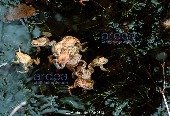  : Common Toad - mating