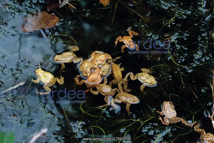 : Common Toad - mating : Common Toad - mating