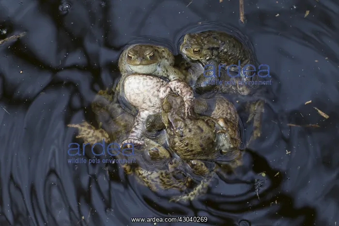 : Common Toad - mating group - Germany : Common Toad - mating group - Germany