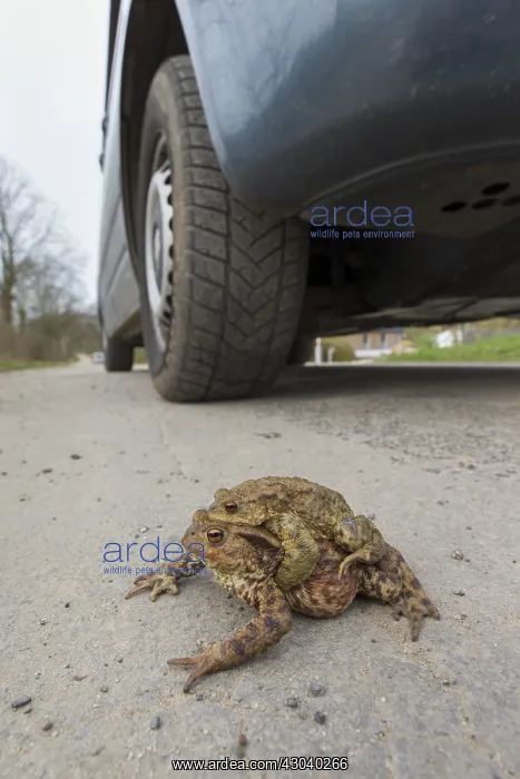 : Common Toad - mating pair crossing a road - Germany : Common Toad - mating pair crossing a road - Germany