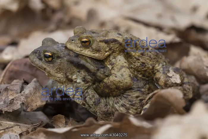  : Common Toad - mating pair - Germany