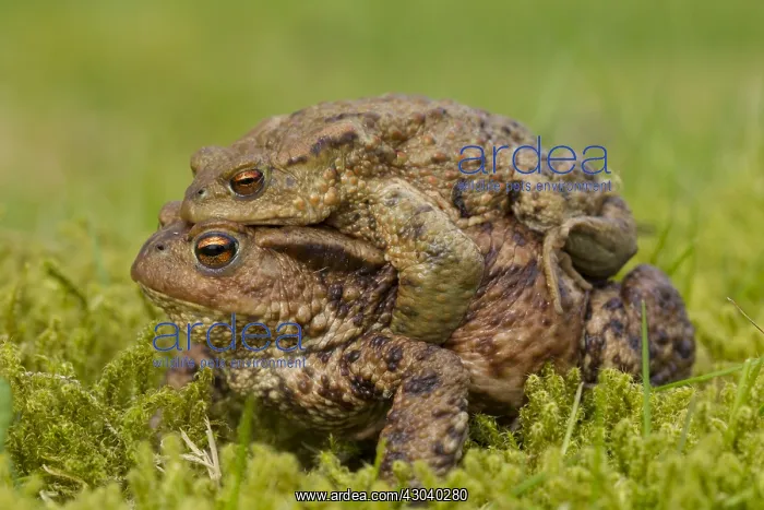 : Common Toad - mating pair - Germany : Common Toad - mating pair - Germany