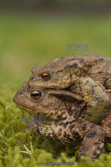 : Common Toad - mating pair - Germany : Common Toad - mating pair - Germany