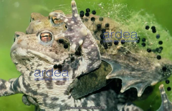 : Common Toad - mating. Spawning : Common Toad - mating. Spawning