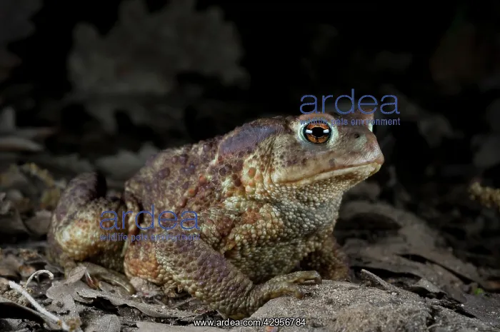: Common Toad - at night : Common Toad - at night
