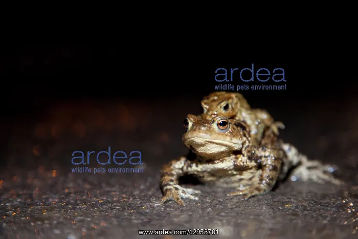 : Common Toad - Pair in amplexus crossing a road : Common Toad - Pair in amplexus crossing a road