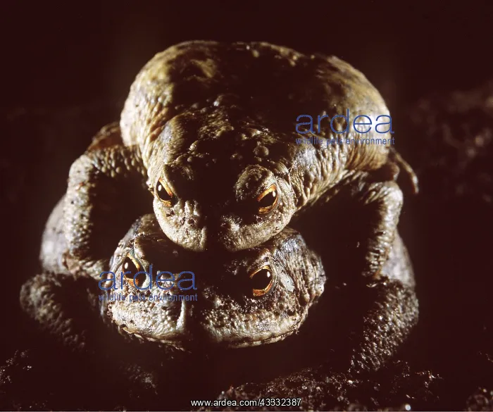 : Common TOAD - pair, mating : Common TOAD - pair, mating