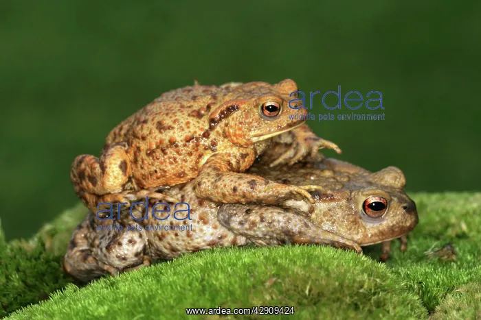 : Common Toad - pair mating, male is on top : Common Toad - pair mating, male is on top