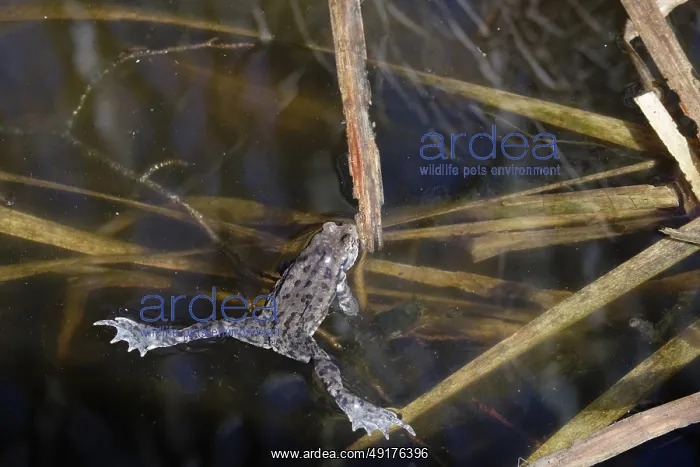 : Common toad in a pond, early April : Common toad in a pond, early April