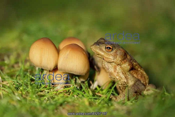 : Common Toad - resting by a group of mushrooms amongst : Common Toad - resting by a group of mushrooms amongst