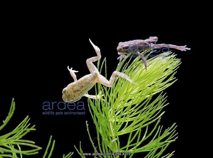 : Common Toad on right & Common frog (Rana temporaria) : Common Toad on right & Common frog (Rana temporaria)