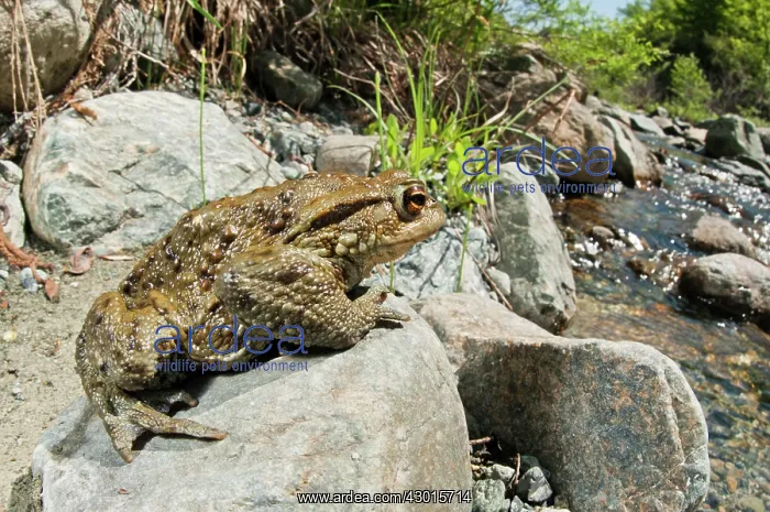  : Common Toad on rock