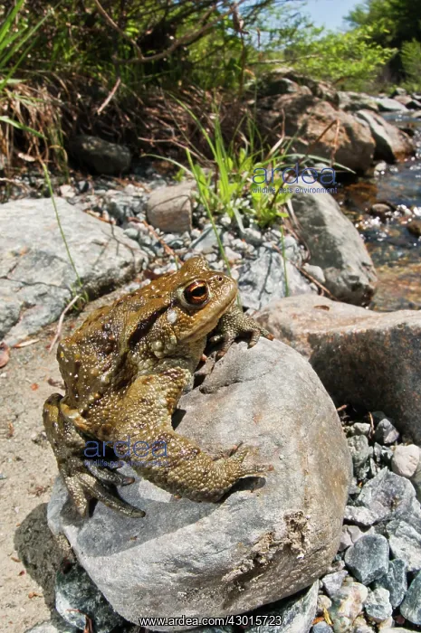  : Common Toad on rock
