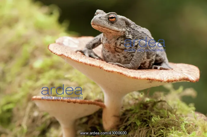  : Common Toad. sitting on fungi - North Lincolnshire