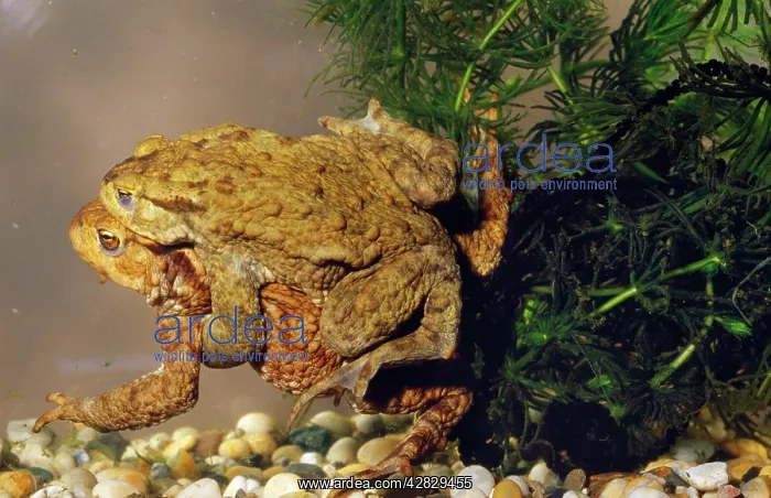 : Common Toad - spawning : Common Toad - spawning