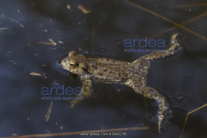  : Common Toad - swimming male - Germany