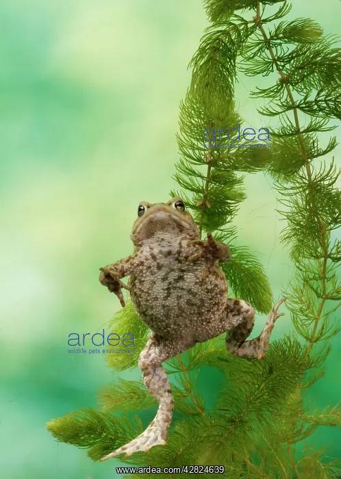: Common Toad - swimming underwater : Common Toad - swimming underwater
