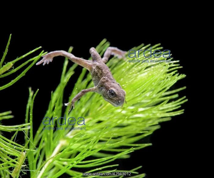 : Common toad tadpole with 4 legs no tail : Common toad tadpole with 4 legs no tail
