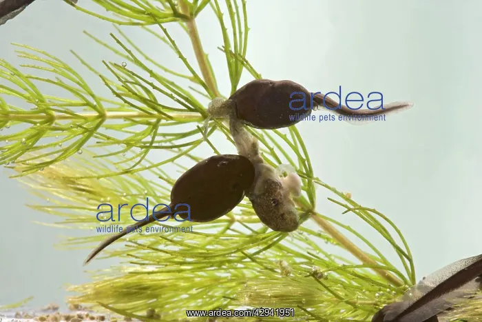 : Common toad - tadpole 5 weeks, cannibalism - x0.7 : Common toad - tadpole 5 weeks, cannibalism - x0.7