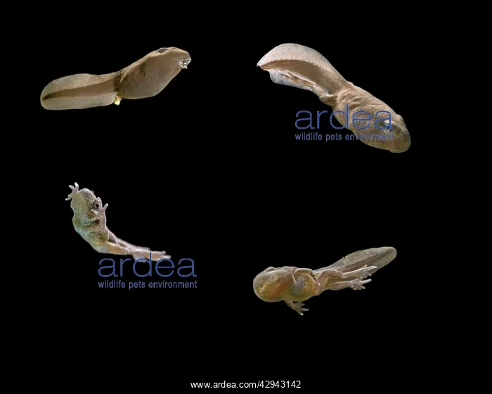 : Common toad tadpoles showing development stages : Common toad tadpoles showing development stages
