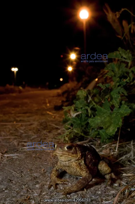 : Common Toad - in urban environment at night : Common Toad - in urban environment at night
