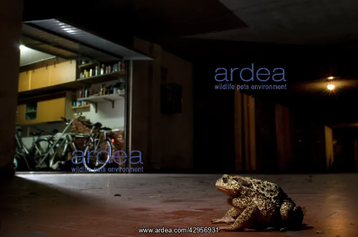 : Common Toad - in urban environment at night : Common Toad - in urban environment at night