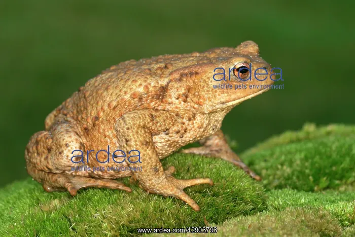 : Common Toad - side view : Common Toad - side view