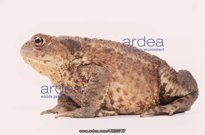: COMMON TOAD - side view : COMMON TOAD - side view