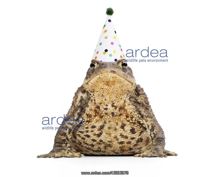  : Common Toad wearing Birthday party hat