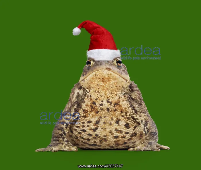 : Common Toad wearing Christmas hat : Common Toad wearing Christmas hat