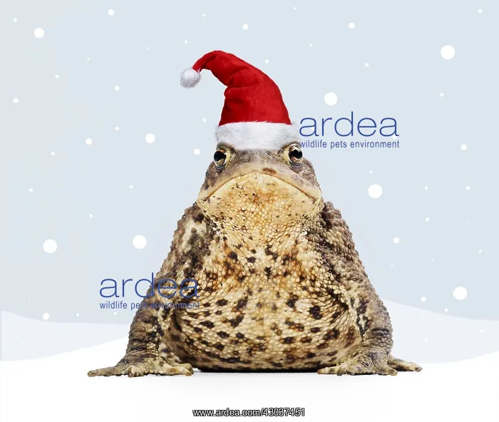 : Common Toad wearing Christmas hat in winter scene : Common Toad wearing Christmas hat in winter scene