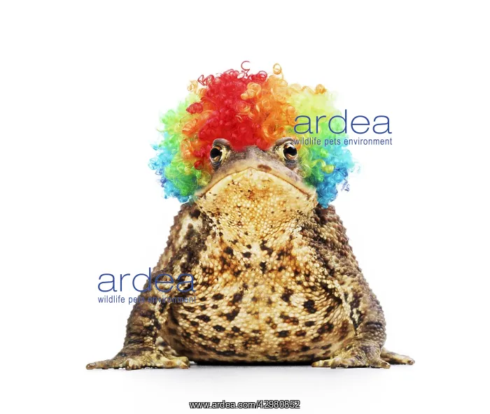 : Common Toad wearing rainbow wig : Common Toad wearing rainbow wig