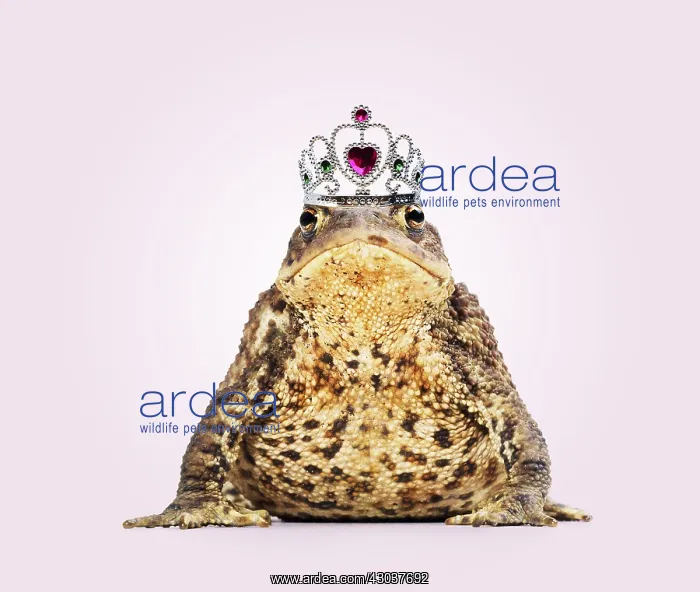 : Common Toad wearing tiara / crown : Common Toad wearing tiara / crown
