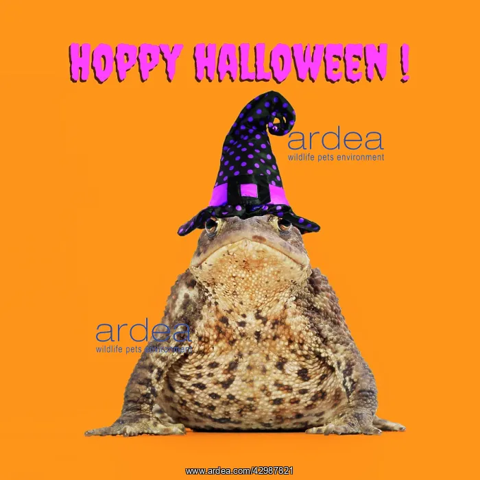 : Common Toad wearing witches hat : Common Toad wearing witches hat