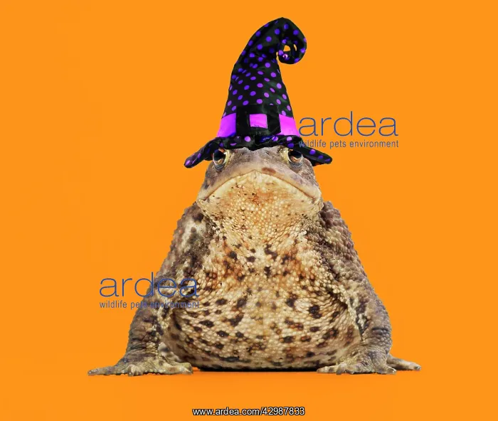 : Common Toad wearing witches hat : Common Toad wearing witches hat