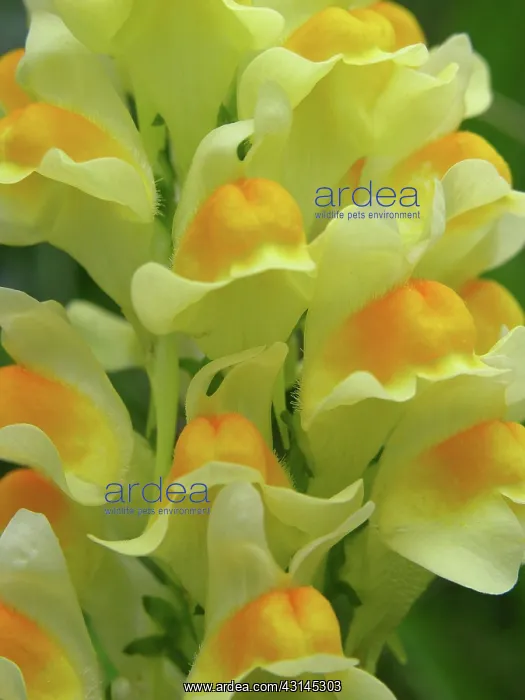 : Common Toadflax : Common Toadflax