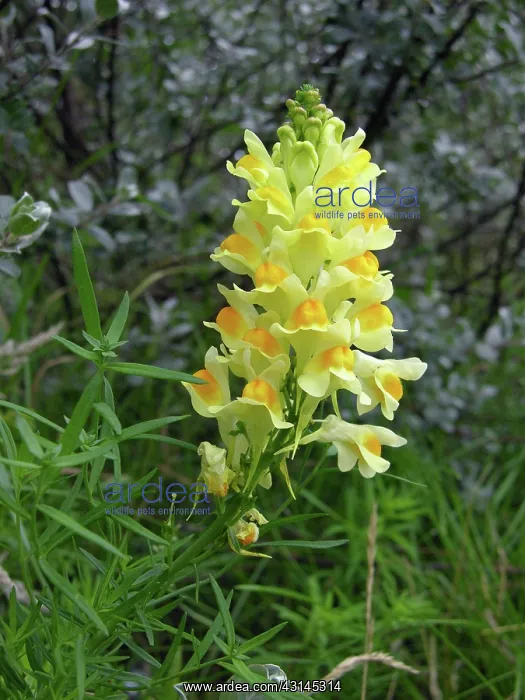 : Common Toadflax : Common Toadflax