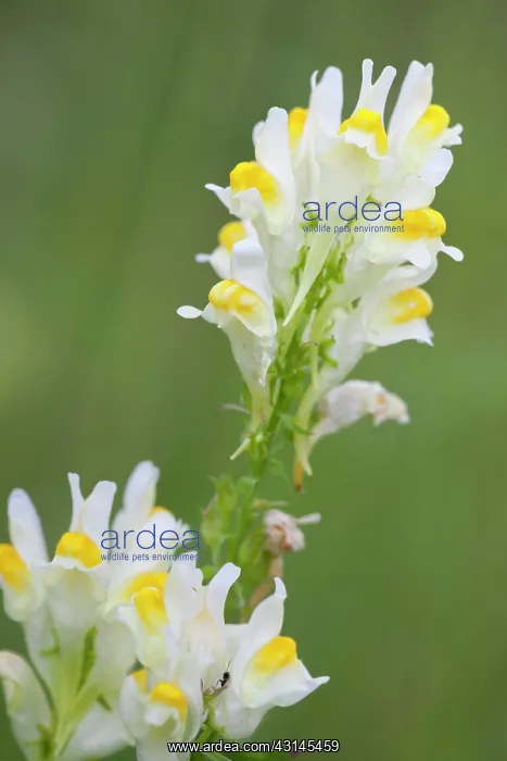 : Common Toadflax : Common Toadflax