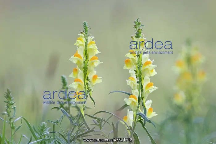 : Common Toadflax : Common Toadflax
