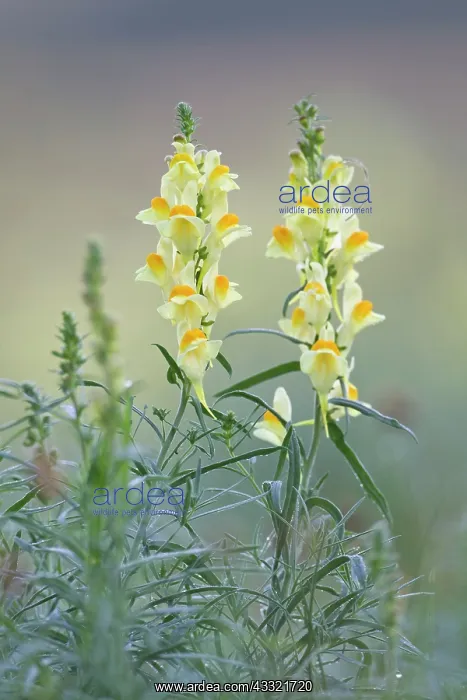 : Common Toadflax : Common Toadflax