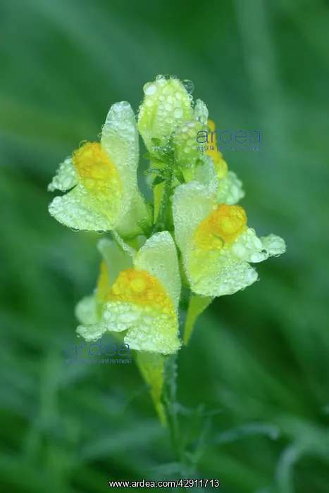 : Common Toadflax - flowers covered with morning dew, Autumn : Common Toadflax - flowers covered with morning dew, Autumn