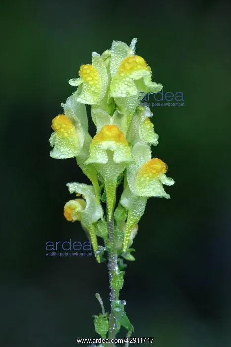 : Common Toadflax - flowers covered with morning dew, Autumn : Common Toadflax - flowers covered with morning dew, Autumn