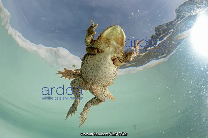 : Common toads (Bufo bufo) mating in a small mountain : Common toads (Bufo bufo) mating in a small mountain