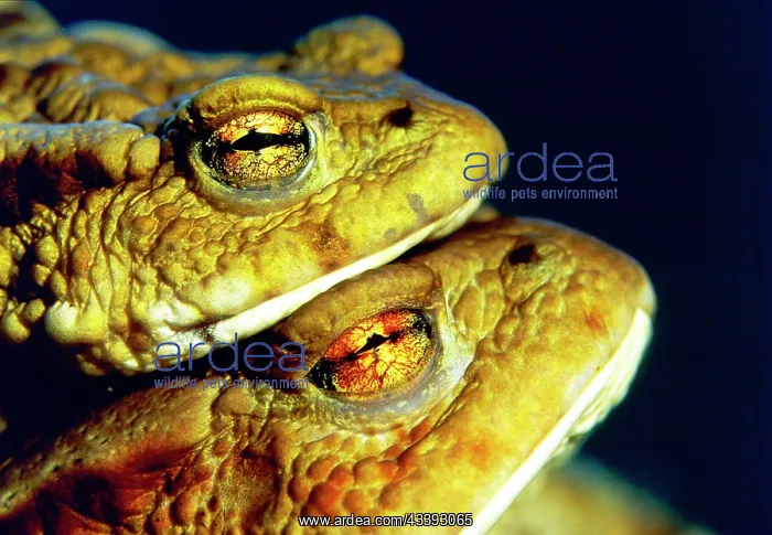 : Common Toads (Bufo bufo), pair, Germany, side, E : Common Toads (Bufo bufo), pair, Germany, side, E