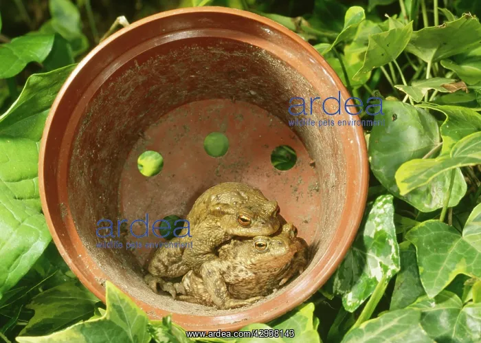 : Common Toads - Mating pair in flower pot, UK : Common Toads - Mating pair in flower pot, UK