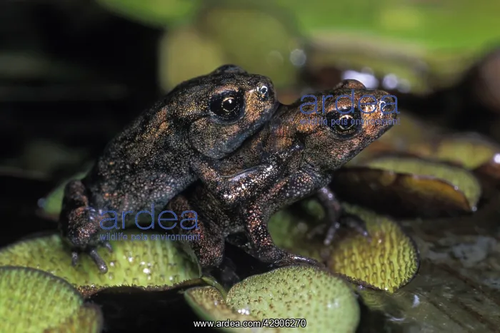 : Common TOADS - young animals in adult stage, on : Common TOADS - young animals in adult stage, on