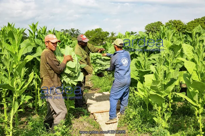 : Common tobacco. Harvesting tobacco leaves. Alejandro : Common tobacco. Harvesting tobacco leaves. Alejandro